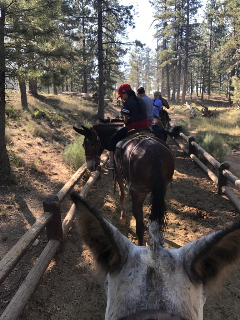 Mule trekking in Bryce canyon