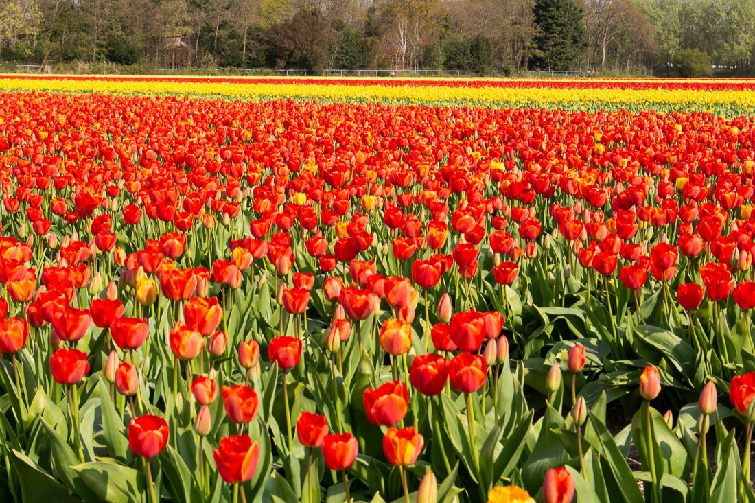 Tulips